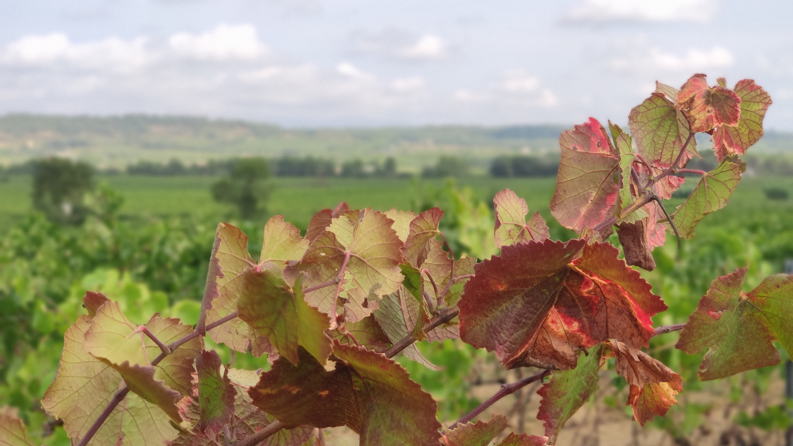 Segway de tardor al Penedès